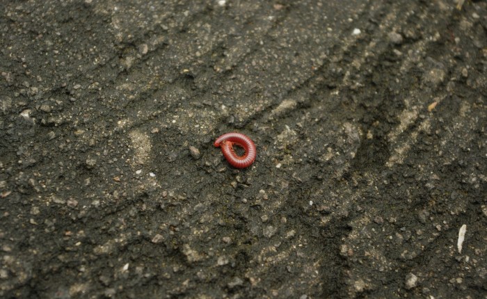 WHO’S AFRAID OF THE BIG BAD WOLF?&nbsp;03.01.17